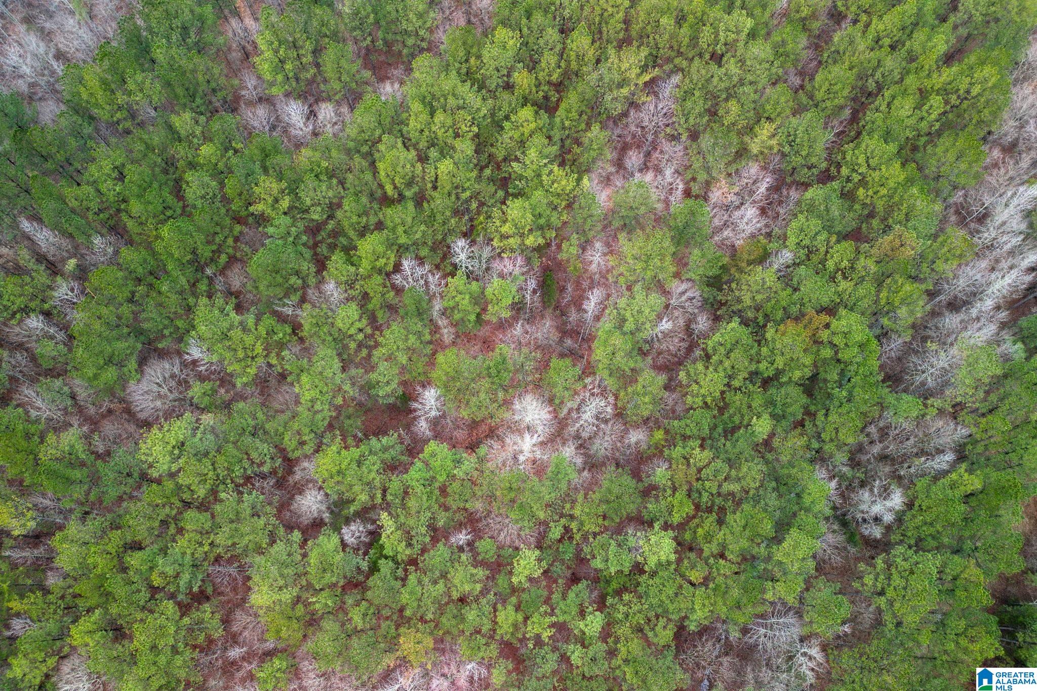 0 Highway 49 Lineville, AL 36266 - Photo 9 of 18