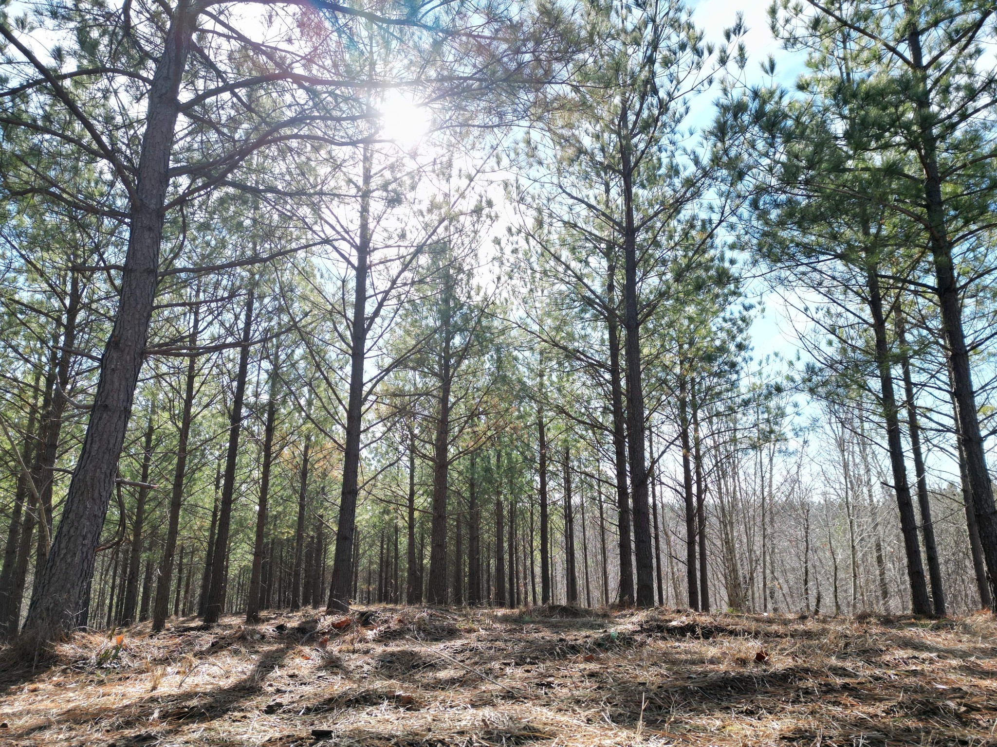a view of a backyard with large trees