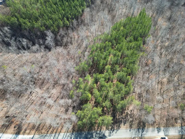 a view of a forest with a forest