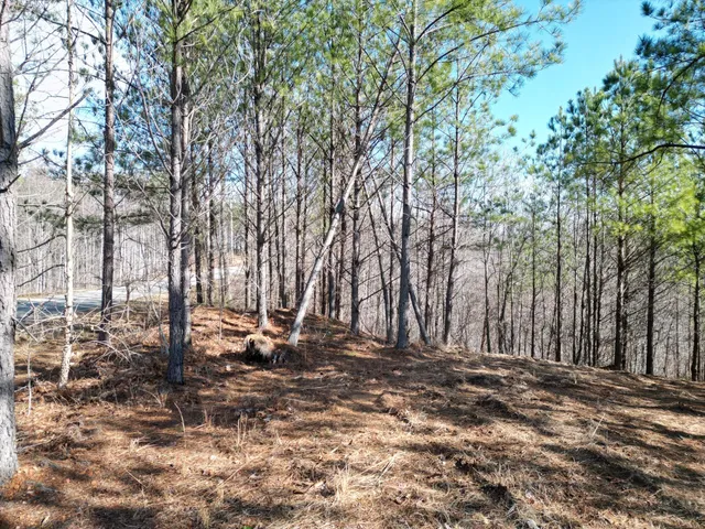 a backyard of a house with lots of trees