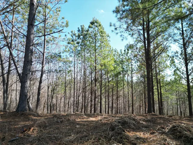 a view of a park with large trees