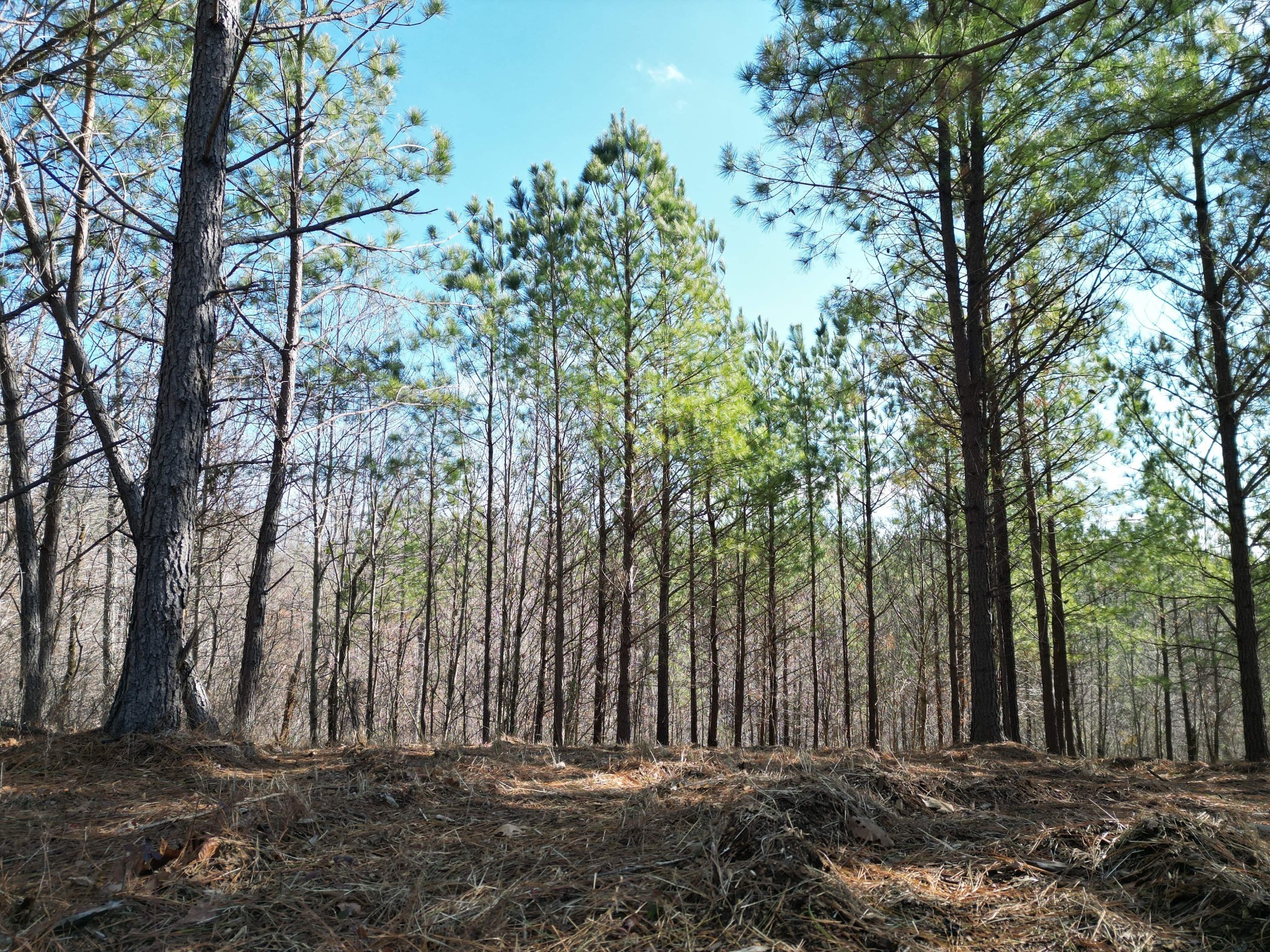 5608 Old Hohenwald Road Linden, TN 37096 - Photo 14 of 35 a view of a park with large trees