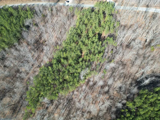 a close up of a plant in a garden