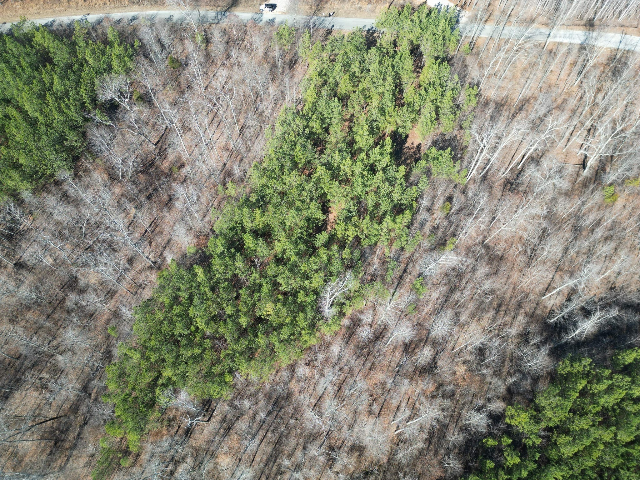5608 Old Hohenwald Road Linden, TN 37096 - Photo 15 of 35 a close up of a plant in a garden