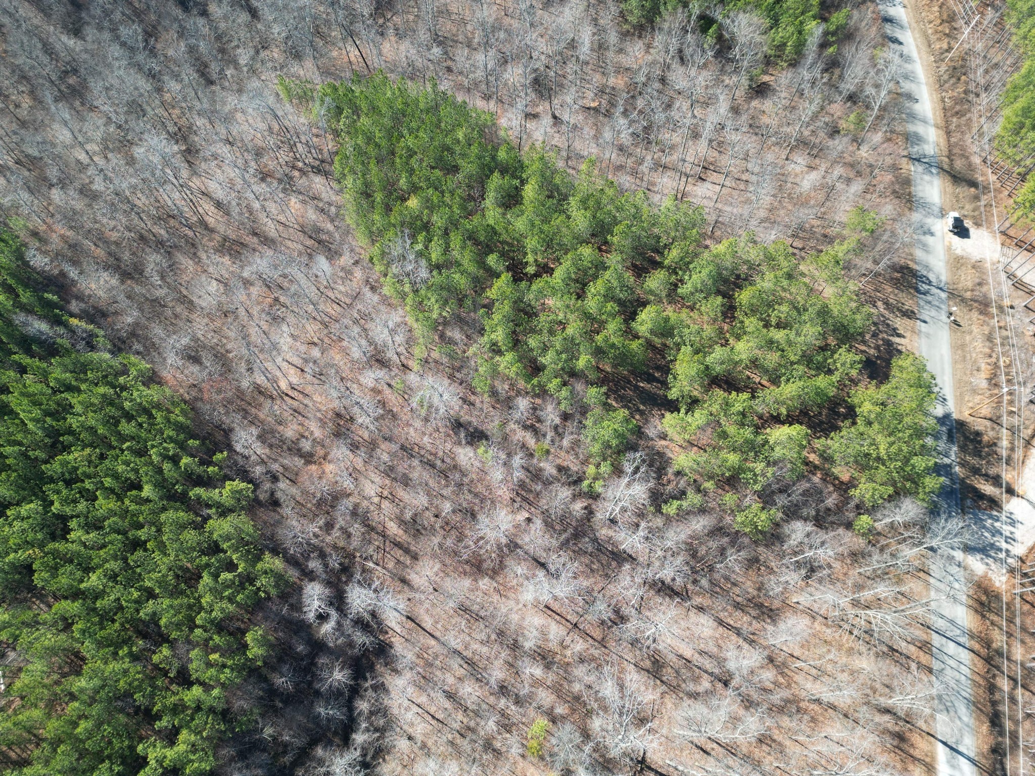 5608 Old Hohenwald Road Linden, TN 37096 - Photo 16 of 35 a view of a forest with a tree