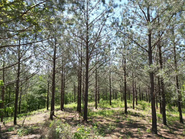 a view of outdoor space with trees