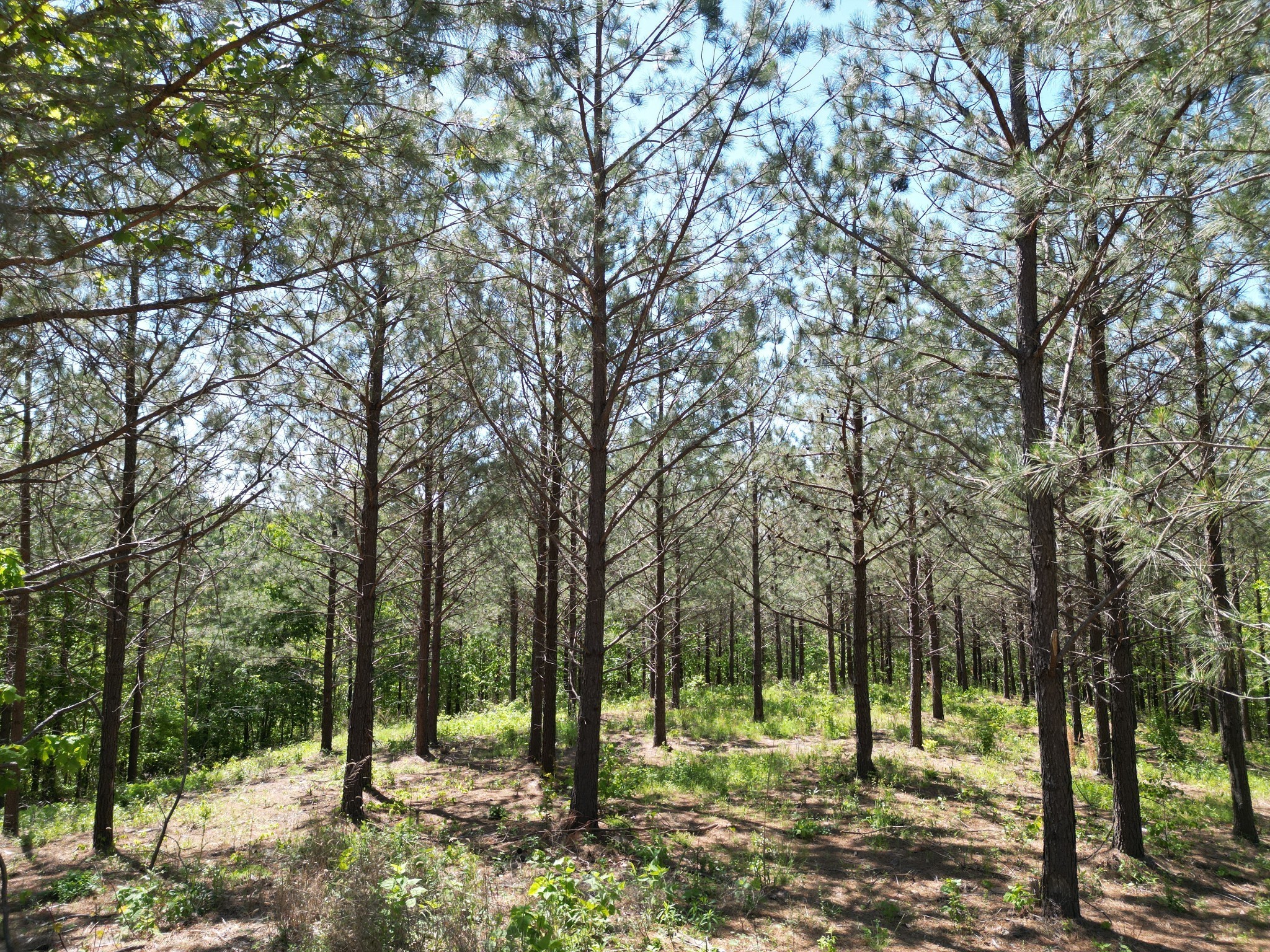 5608 Old Hohenwald Road Linden, TN 37096 - Photo 17 of 35 a view of outdoor space with trees