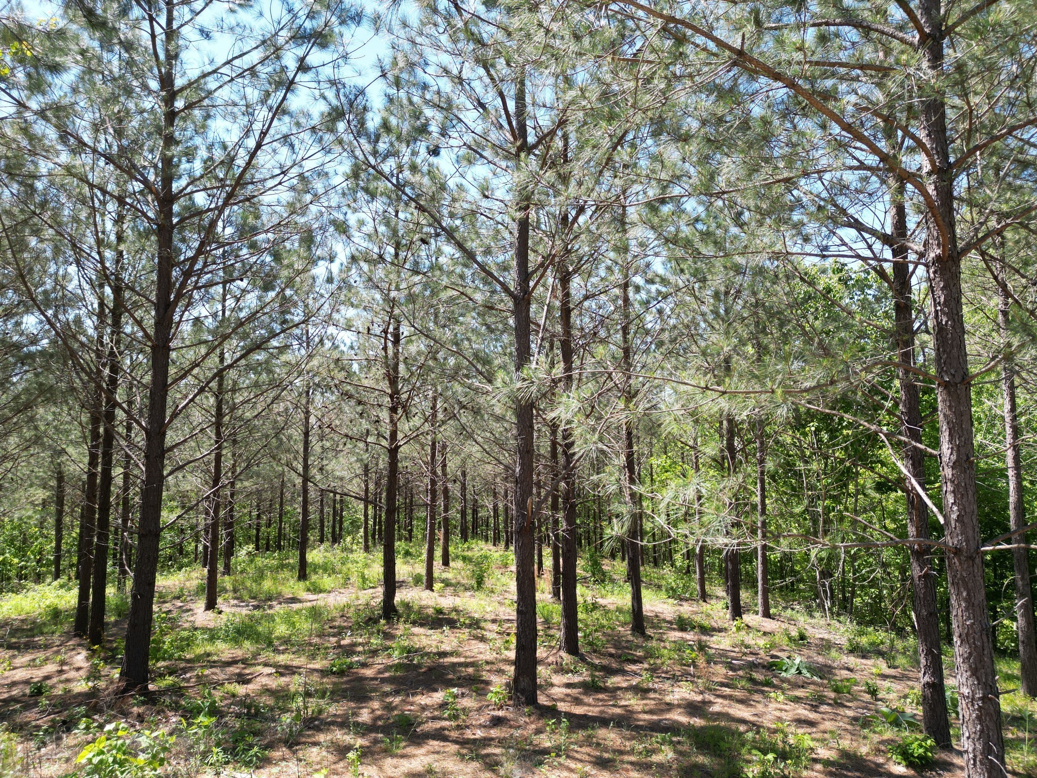5608 Old Hohenwald Road Linden, TN 37096 - Photo 19 of 35 a view of outdoor space with trees