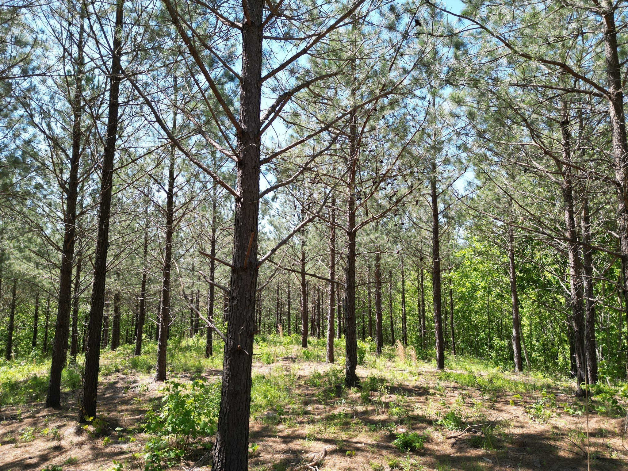 5608 Old Hohenwald Road Linden, TN 37096 - Photo 20 of 35 a view of outdoor space with trees