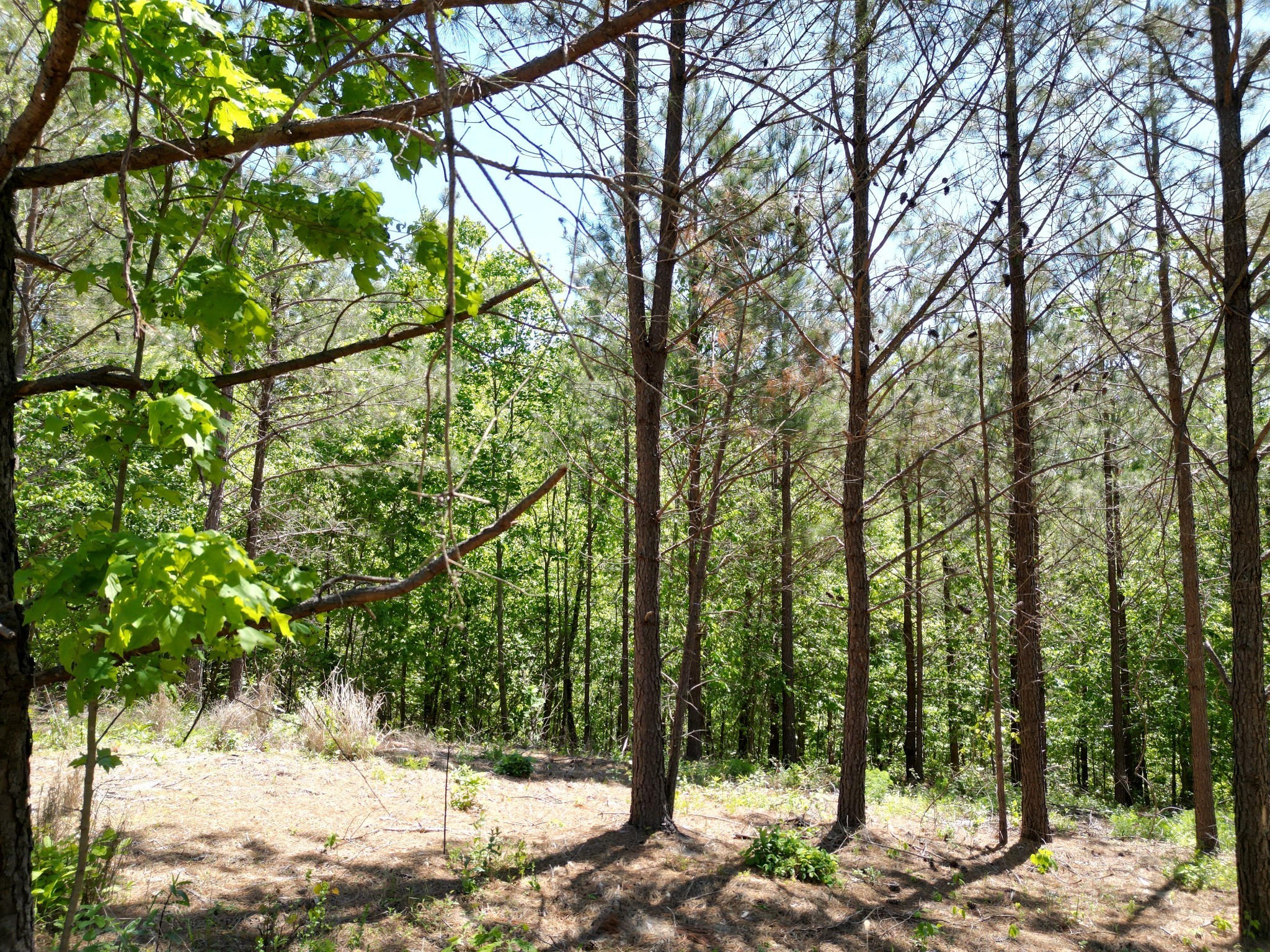 5608 Old Hohenwald Road Linden, TN 37096 - Photo 21 of 35 a view of a yard covered with snow