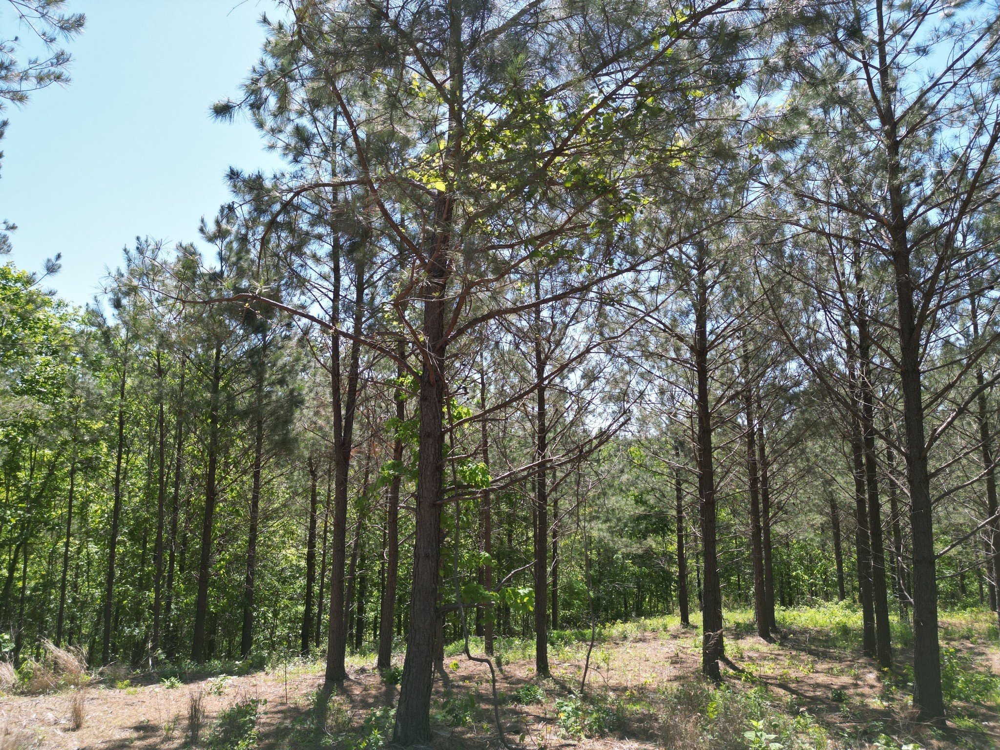 5608 Old Hohenwald Road Linden, TN 37096 - Photo 23 of 35 a view of a forest filled with trees