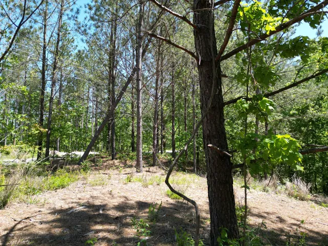 a view of a tree in a yard