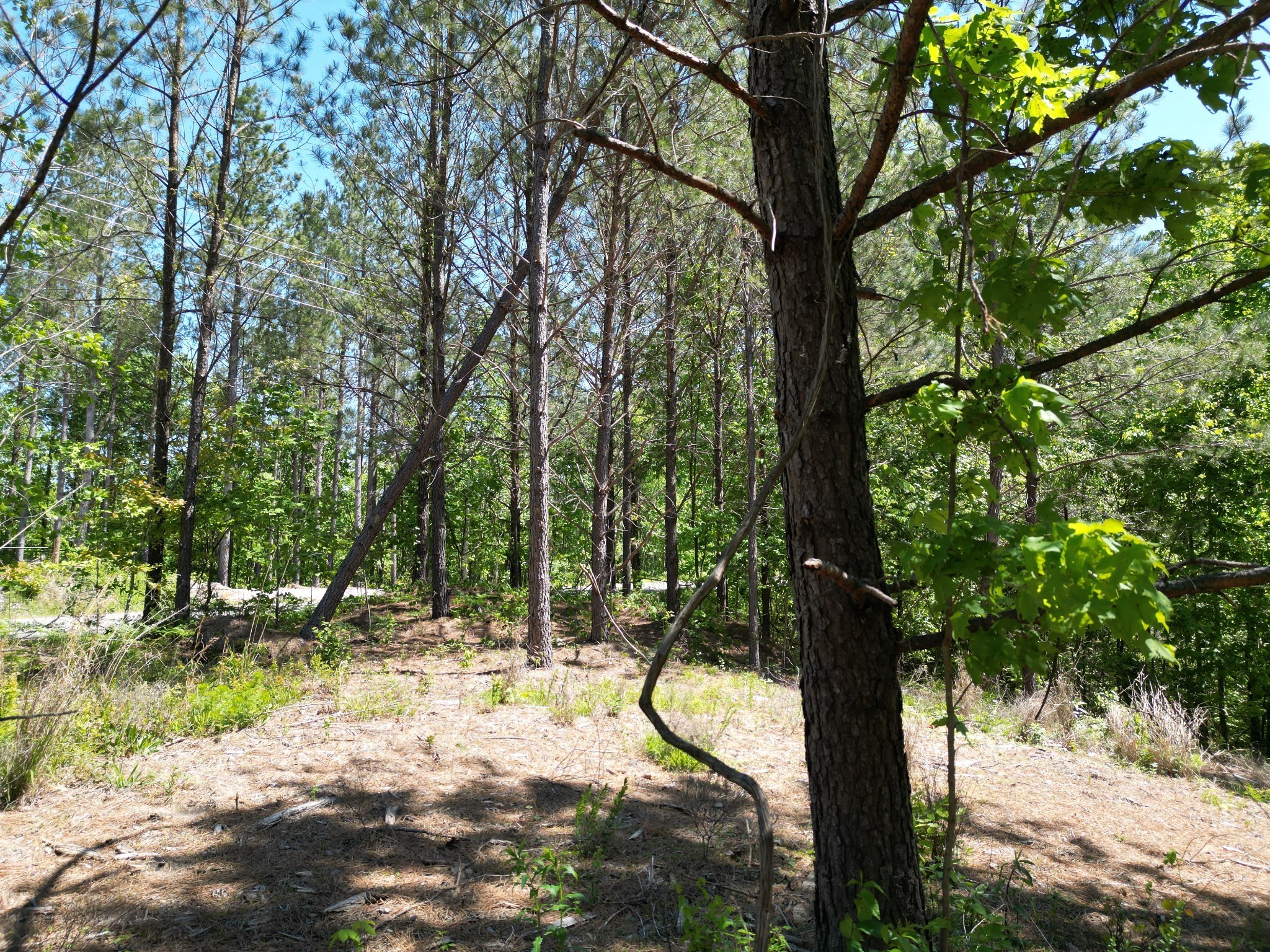 5608 Old Hohenwald Road Linden, TN 37096 - Photo 25 of 35 a view of a tree in a yard