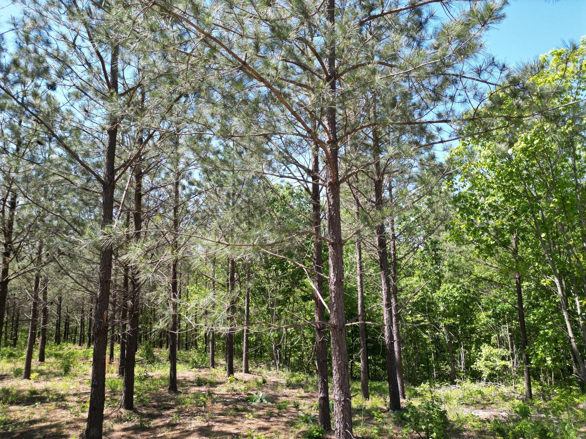 5608 Old Hohenwald Road Linden, TN 37096 - Photo 26 of 35 a view of a forest filled with trees