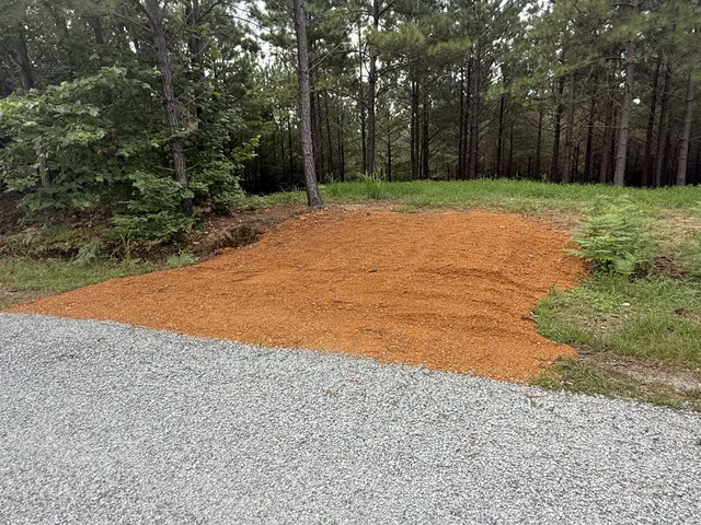 a view of a forest with trees