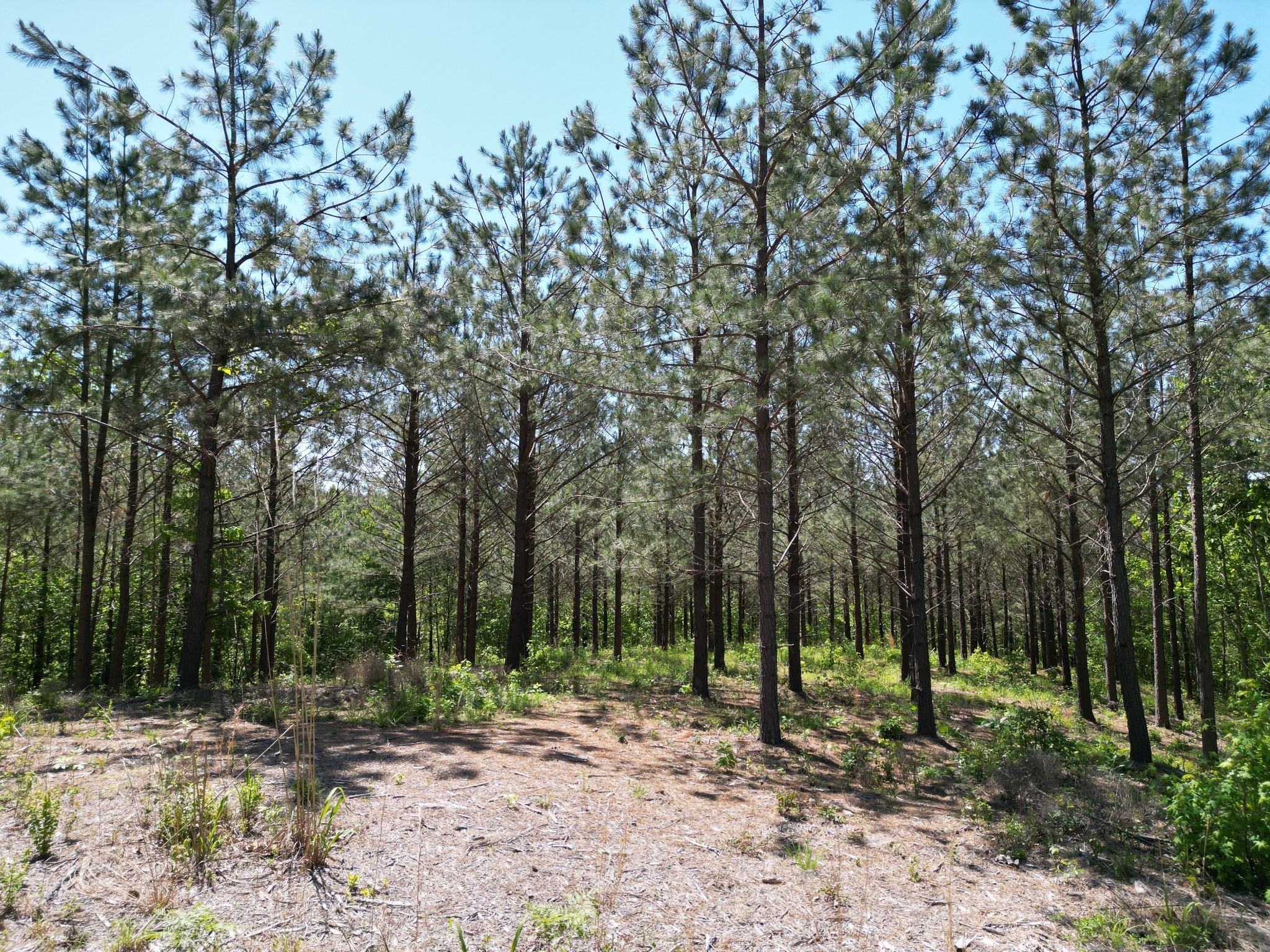 5608 Old Hohenwald Road Linden, TN 37096 - Photo 29 of 35 a view of a forest with trees