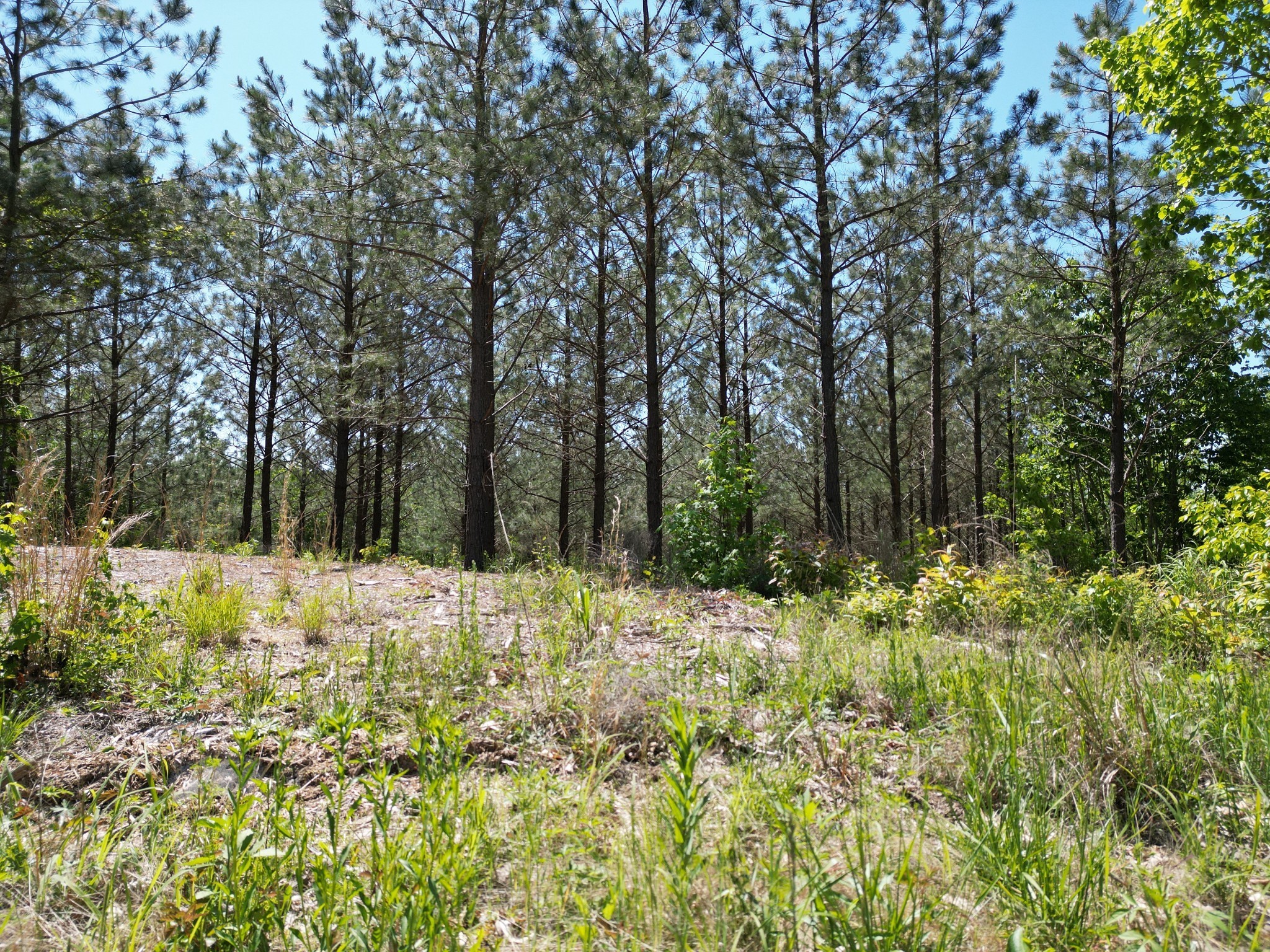 5608 Old Hohenwald Road Linden, TN 37096 - Photo 31 of 35 a view of a backyard of the house