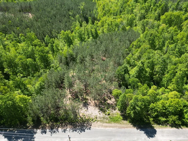 a view of a forest with a tree