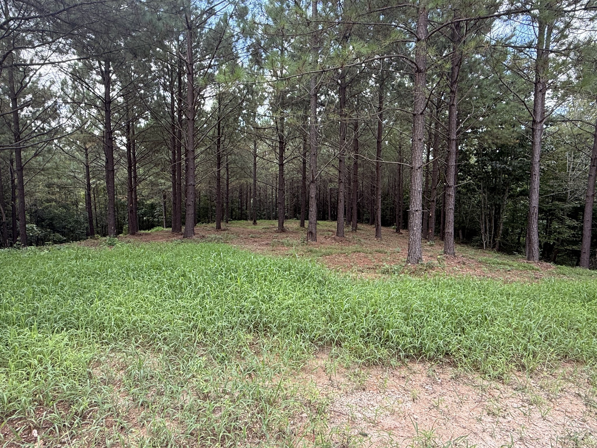5608 Old Hohenwald Road Linden, TN 37096 - Photo 35 of 35 a backyard of a house with lots of green space