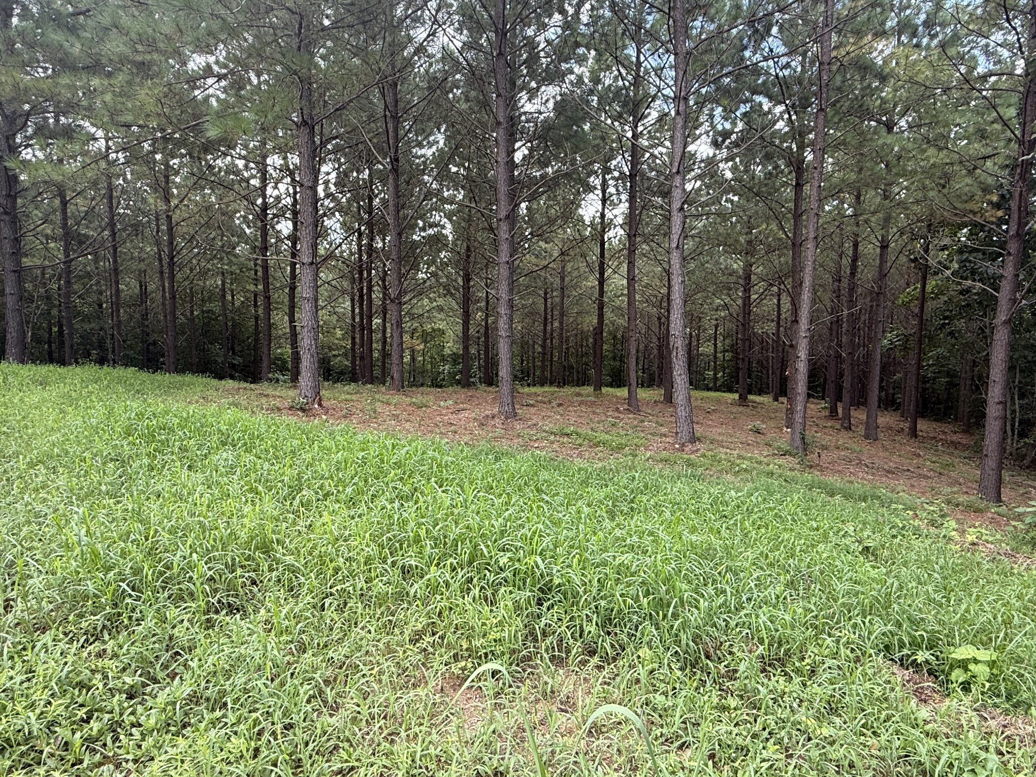 5608 Old Hohenwald Road Linden, TN 37096 - Photo 5 of 35 a backyard of a house with lots of green space and deers