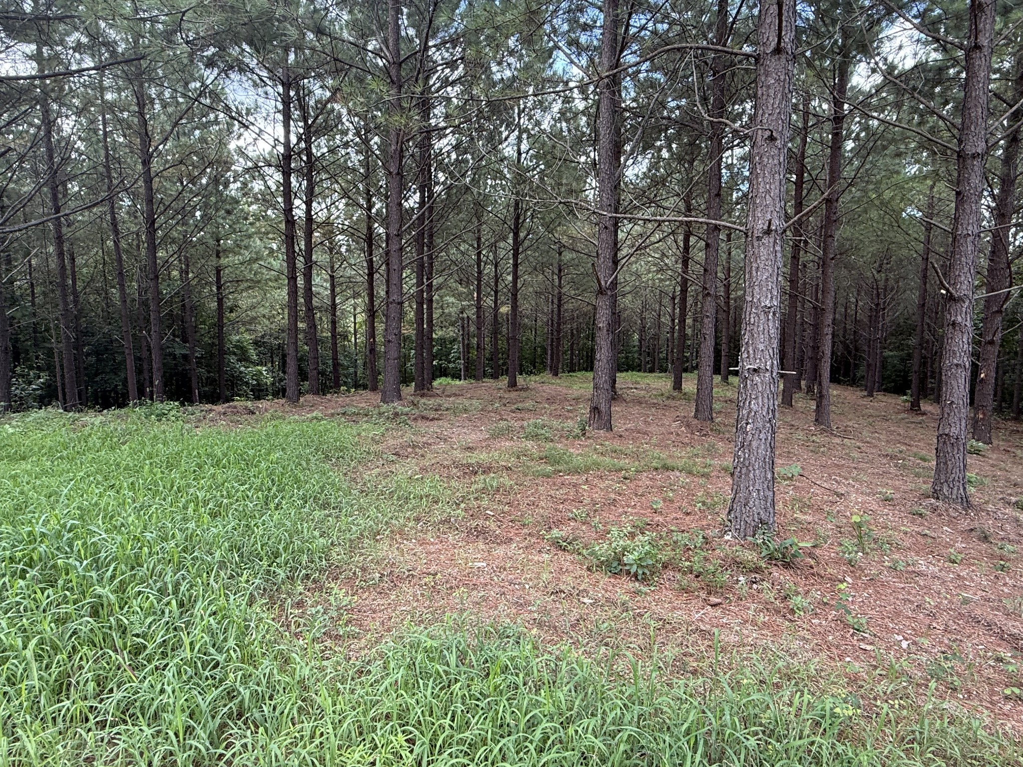 5608 Old Hohenwald Road Linden, TN 37096 - Photo 6 of 35 a backyard of a house with lots of green space