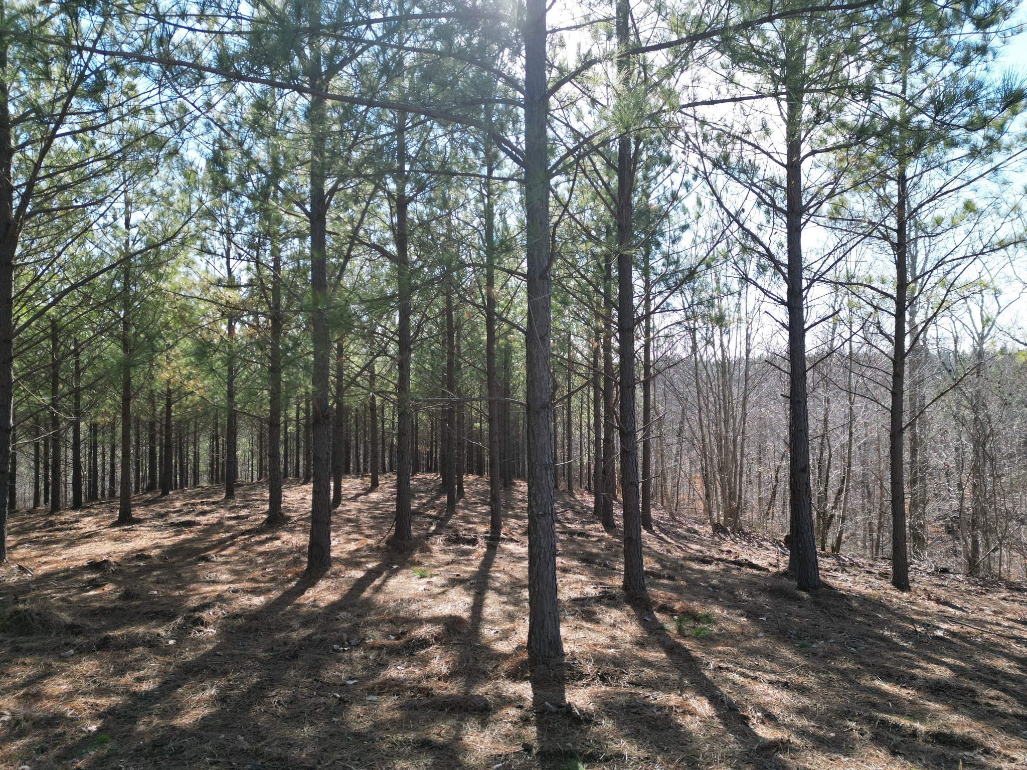 5608 Old Hohenwald Road Linden, TN 37096 - Photo 8 of 35 a view of outdoor space with green space