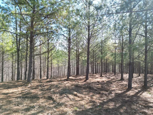 a view of outdoor space with deck and trees