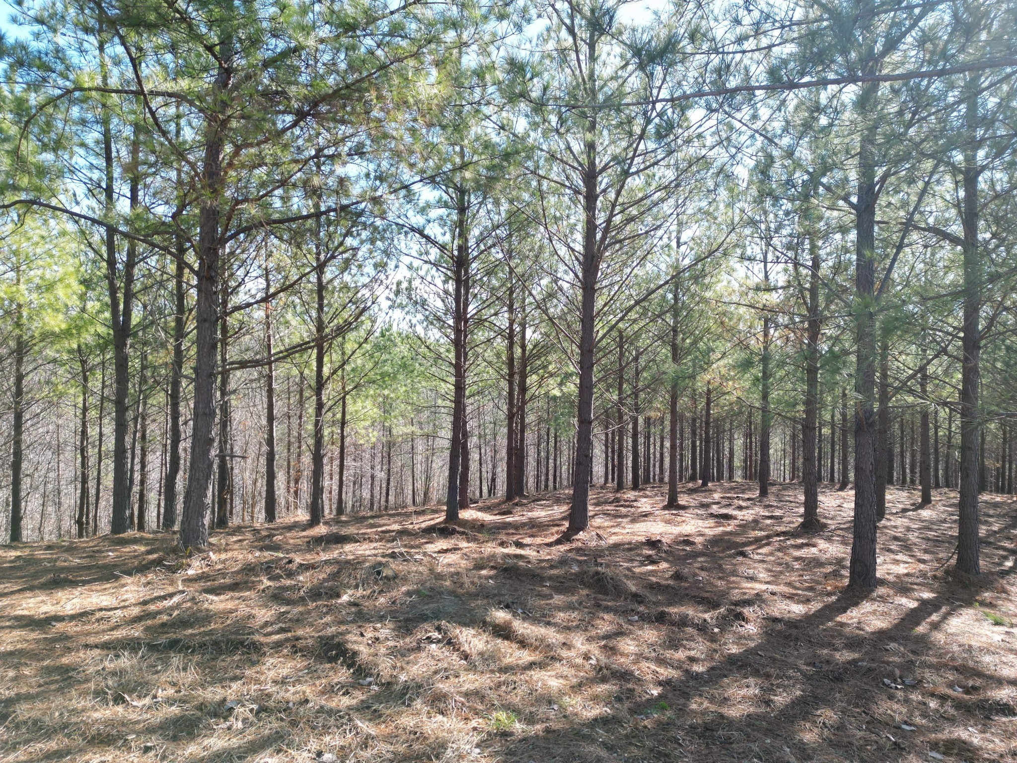5608 Old Hohenwald Road Linden, TN 37096 - Photo 9 of 35 a view of outdoor space with deck and trees