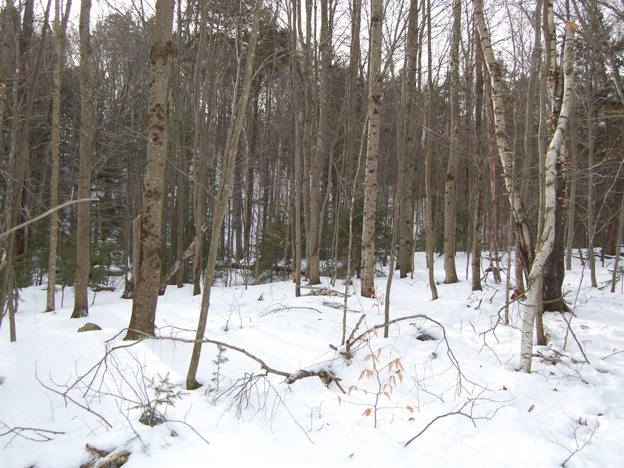 0 Lockwood Brook Road, Unit 8 Waitsfield, VT 05673 - Photo 14 of 24 Gallery Image 14