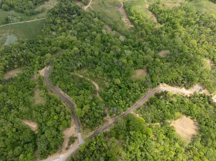 a view of a lush green forest with lots of trees