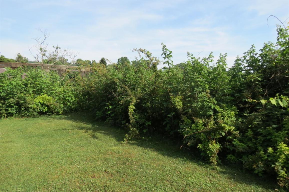 39 Maple Street Afton, NY 13730 - Photo 15 of 78 back yard black berry bushes