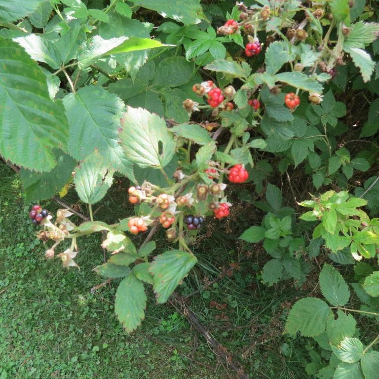 39 Maple Street Afton, NY 13730 - Photo 16 of 78 blackberry bushes