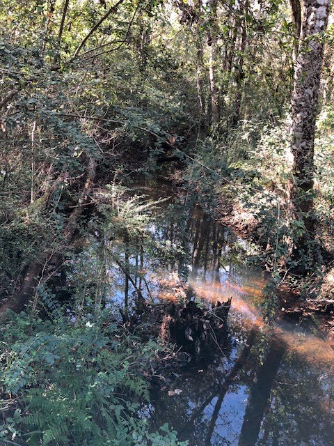 0 Highway 52 Slocomb, AL 36375 - Photo 10 of 12
