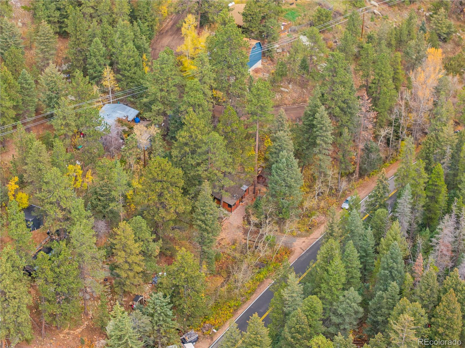 10853 Twin Spruce Road Golden, CO 80403 - Photo 28 of 32 a close up of a plant in a forest