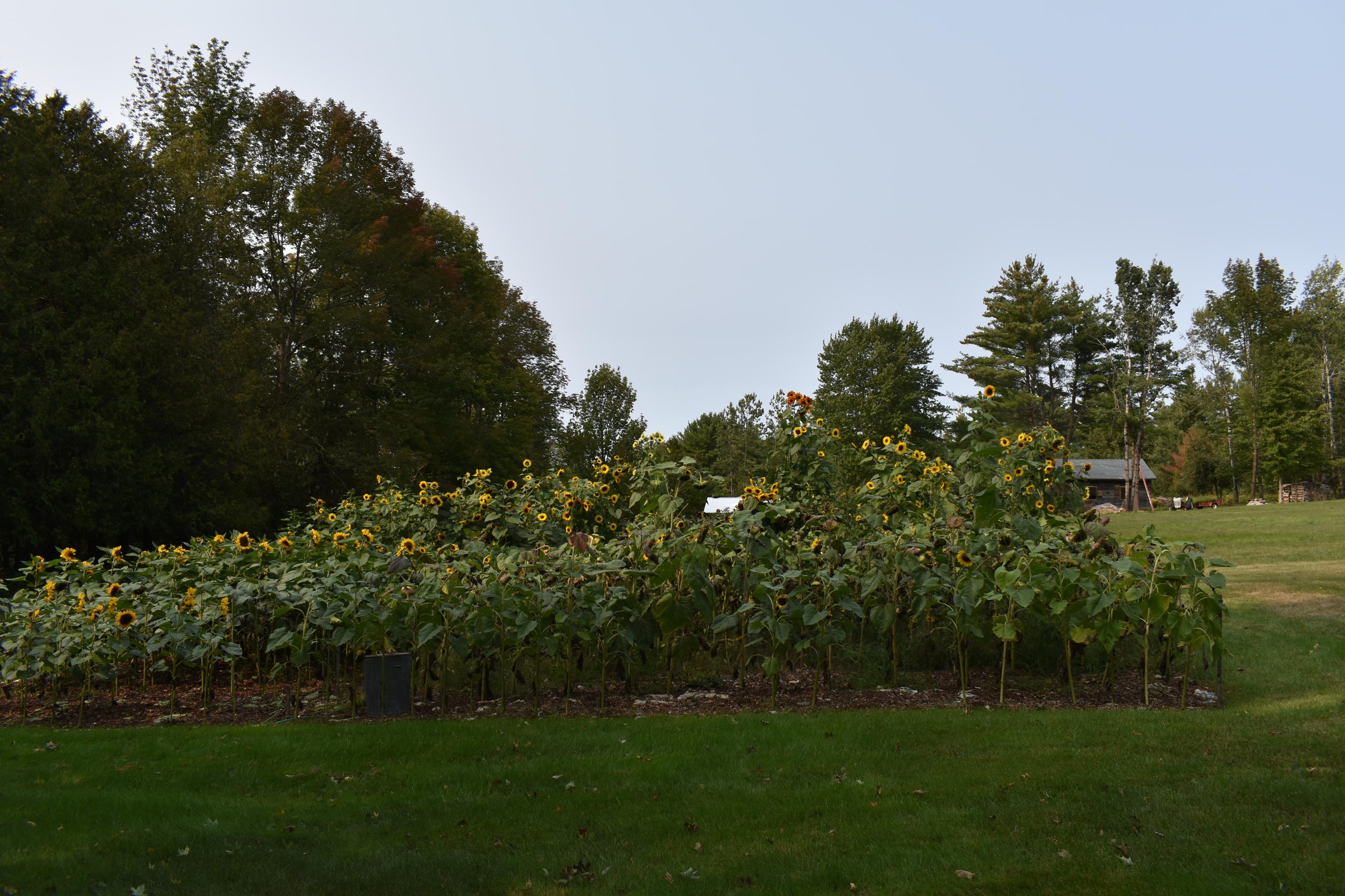 859 Higgins Road Pittsfield, ME 04967 - Photo 28 of 36 DSC_0069