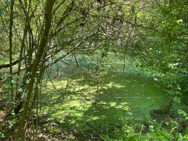 233 Preston Ridge Mulberry, TN 37359 - Photo 3 of 6 a view of a lush green forest