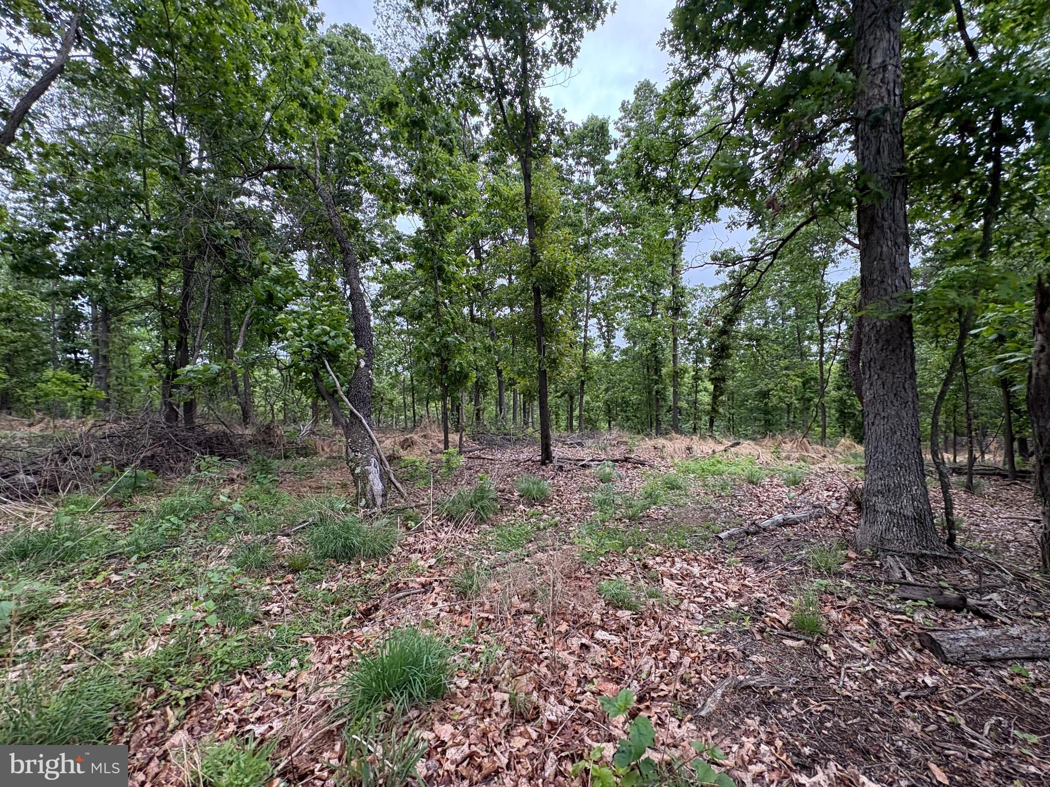 40.15-ac Middle Ridge Road Burlington, WV 26710 - Photo 4 of 47