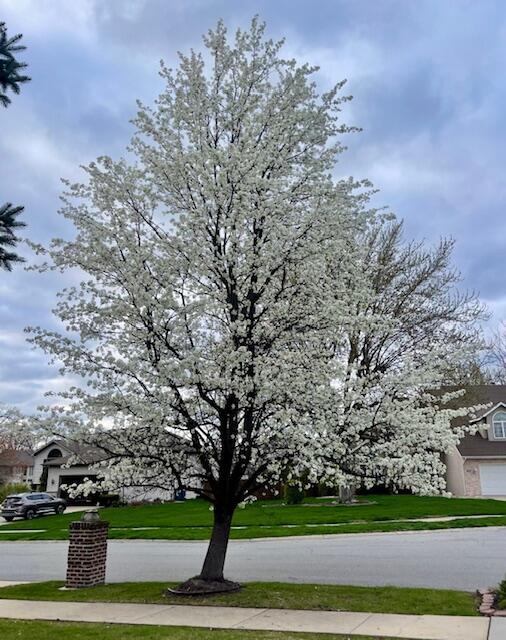 7412 Forest Ridge Drive Schererville, IN 46375 - Photo 58 of 60 a view of a yard in front of a house