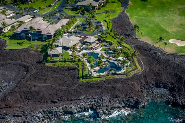 a view of a garden with a tree