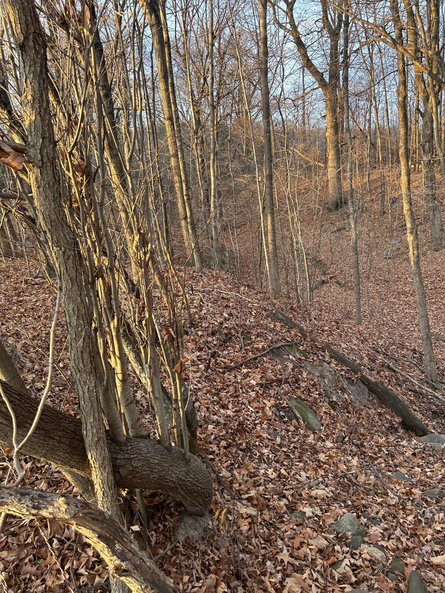 Lot 1 Cty Road Woodville, WI 54028 - Photo 11 of 12