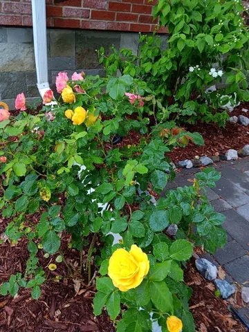 a view of a backyard