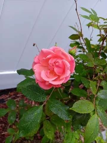 a view of a chair and table in the backyard