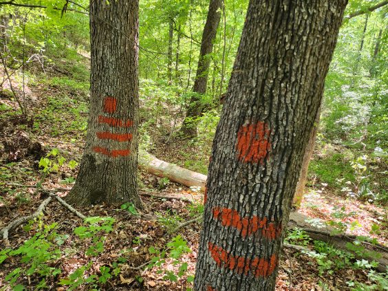 7.03-acres Leroy Road Fair Play, SC 29643 - Photo 12 of 16