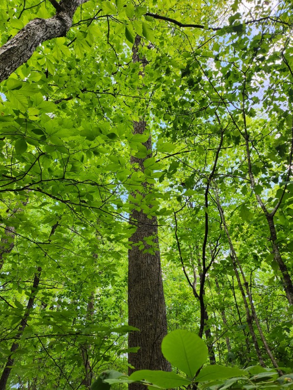7.03-acres Leroy Road Fair Play, SC 29643 - Photo 13 of 16