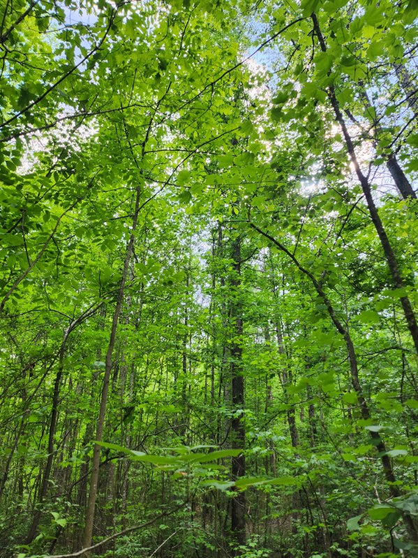 7.03-acres Leroy Road Fair Play, SC 29643 - Photo 14 of 16