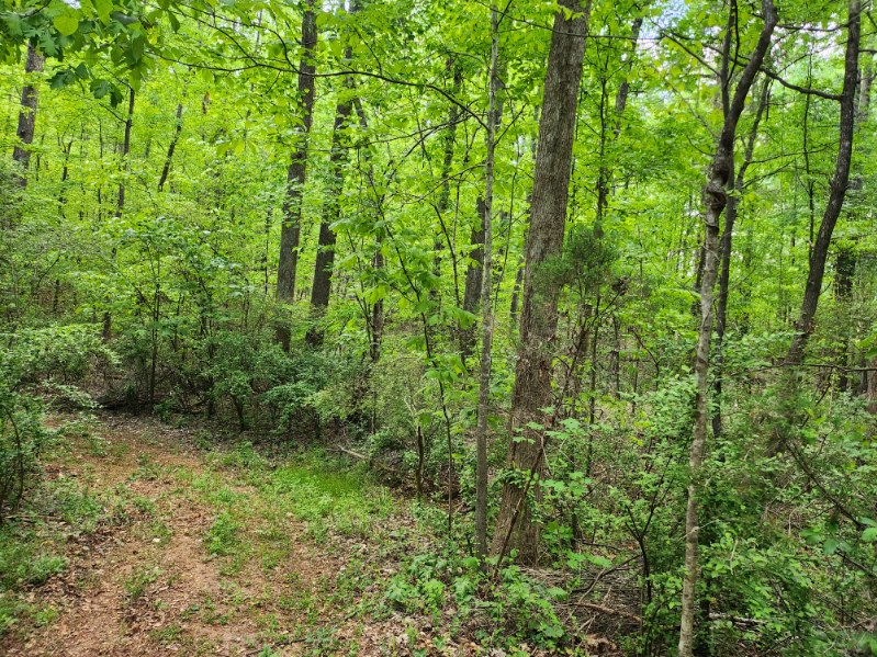 7.03-acres Leroy Road Fair Play, SC 29643 - Photo 5 of 16