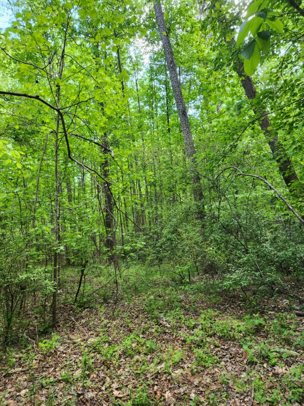7.03-acres Leroy Road Fair Play, SC 29643 - Photo 9 of 16