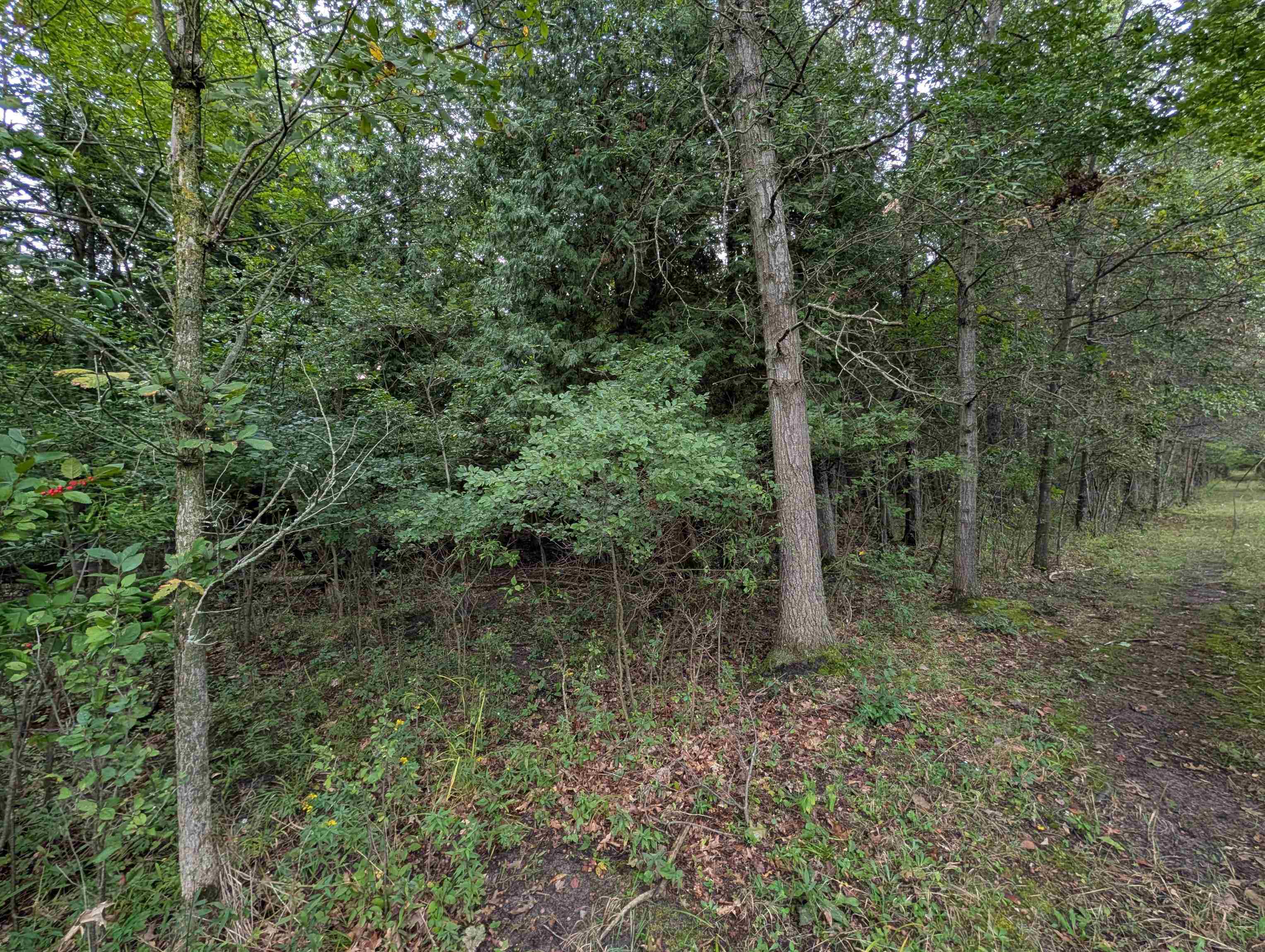N/a West Huron Road Omer, MI 48749 - Photo 12 of 23 1950587-e83fe15c-3c71-4a06-a64b-9c8d80a26125.JPG