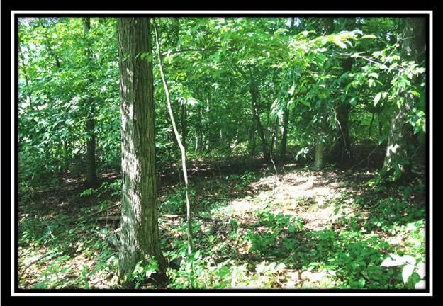 6010 Rarden-Hazelbaker Hill Road Peebles, OH 45660 - Photo 7 of 11 Gallery Image 7