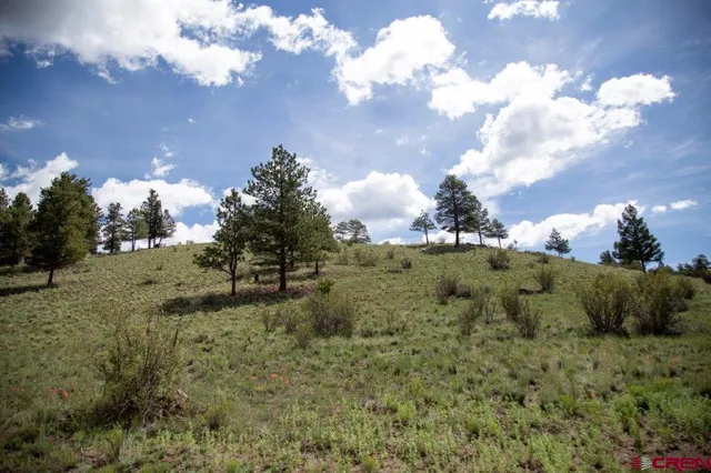 a view of a big yard with lots of trees